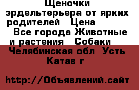 Щеночки эрдельтерьера от ярких родителей › Цена ­ 25 000 - Все города Животные и растения » Собаки   . Челябинская обл.,Усть-Катав г.